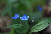 34_omphalodes verna moench